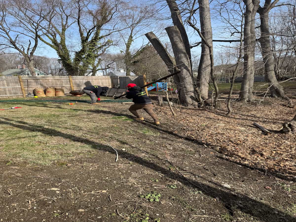 Emergency Tree Removal