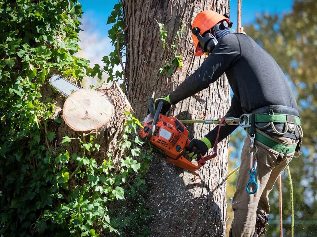 Tree Services - E&J Hardscaping & Landscaping